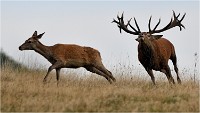 Richmond Park 19 10 03 1433   Photos ACG 2019