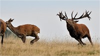 Richmond Park 19 10 03 1434   Photos ACG 2019