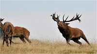 Richmond Park 19 10 03 1435   Photos ACG 2019