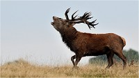 Richmond Park 19 10 03 1436   Photos ACG 2019