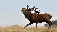 Richmond Park 19 10 03 1437   Photos ACG 2019
