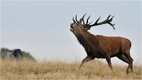 Richmond Park 19 10 03 1447   Photos ACG 2019