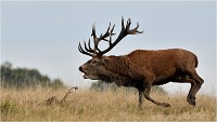 Richmond Park 19 10 03 1451   Photos ACG 2019