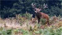 Richmond Park 19 10 03 1503   Photos ACG 2019