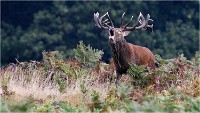 Richmond Park 19 10 03 1505   Photos ACG 2019