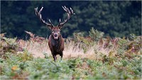 Richmond Park 19 10 03 1535   Photos ACG 2019