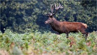 Richmond Park 19 10 03 1574   Photos ACG 2019