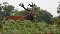Richmond Park 19 10 03 1659   Photos ACG 2019