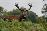 Richmond Park 19 10 03 1664   Photos ACG 2019