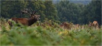 Richmond Park 19 10 03 1756   Photos ACG 2019