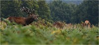 Richmond Park 19 10 03 1759   Photos ACG 2019
