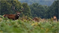 Richmond Park 19 10 03 1769   Photos ACG 2019