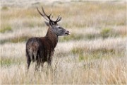 Richmond Park 19 10 03 1875   Photos ACG 2019