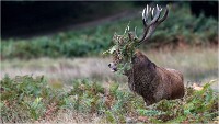 Richmond Park 19 10 04 6749   Photos ACG 2019