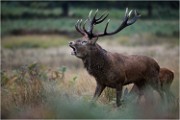 Richmond Park 19 10 04 6940   Photos ACG 2019