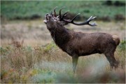 Richmond Park 19 10 04 6997   Photos ACG 2019
