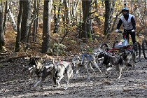 D6 Chiens traîneau 21-11-06 036   Photo ACG