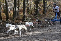D6 Chiens traîneau 21-11-06 040   Photo ACG