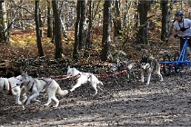 D6 Chiens traîneau 21-11-06 041   Photo ACG