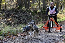 D6 Chiens traîneau 21-11-06 047   Photo ACG