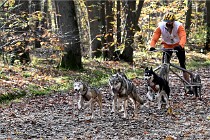 D6 Chiens traîneau 21-11-06 066   Photo ACG