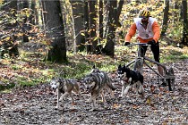 D6 Chiens traîneau 21-11-06 067   Photo ACG