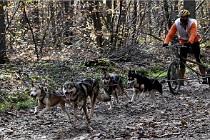 D6 Chiens traîneau 21-11-06 075   Photo ACG