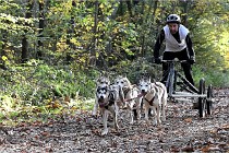 D6 Chiens traîneau 21-11-06 125   Photo ACG
