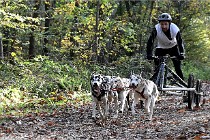D6 Chiens traîneau 21-11-06 126   Photo ACG