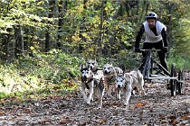 D6 Chiens traîneau 21-11-06 128   Photo ACG