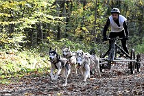 D6 Chiens traîneau 21-11-06 133   Photo ACG