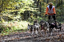 D6 Chiens traîneau 21-11-06 150   Photo ACG