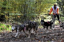 D6 Chiens traîneau 21-11-06 151   Photo ACG