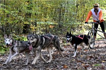 D6 Chiens traîneau 21-11-06 155   Photo ACG