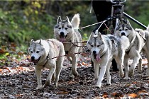D6 Chiens traîneau 21-11-06 167   Photo ACG
