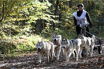 D6 Chiens traîneau 21-11-06 170   Photo ACG