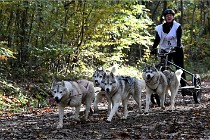 D6 Chiens traîneau 21-11-06 173   Photo ACG