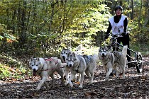 D6 Chiens traîneau 21-11-06 175   Photo ACG