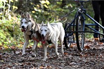 D6 Chiens traîneau 21-11-06 178   Photo ACG