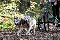 D6 Chiens traîneau 21-11-06 180   Photo ACG