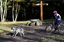 D6 Chiens traîneau 21-11-06 220   Photo ACG