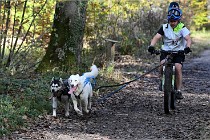 D6 Chiens traîneau 21-11-06 274   Photo ACG
