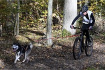 D6 Chiens traîneau 21-11-06 315   Photo ACG