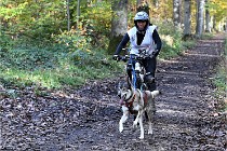 D6 Chiens traîneau 21-11-06 321   Photo ACG