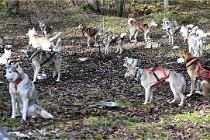 D6 Chiens traîneau 21-11-06 334   Photo ACG