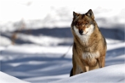 BWald_19-02-06_2039_