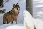 BWald_19-02-06_2082_