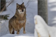 BWald_19-02-06_2083_