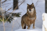 BWald_19-02-06_2090_