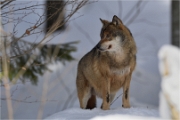 BWald_19-02-06_2091_